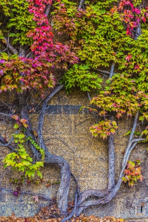 Beautiful autumn ivy on stone wallの写真素材