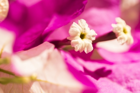 Close-up Bougainvillea bloom with fuschia leavesの写真素材