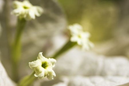 Close-up Bougainvillea bloom with white leavesの写真素材