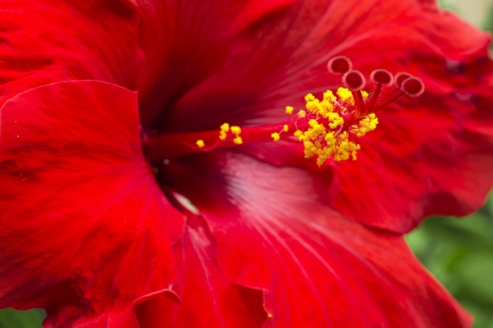 Macro of a large red hibiscus flowerの写真素材