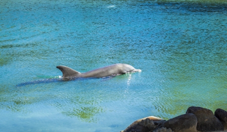 Dolphin enjoying a swim in a lagoonの写真素材