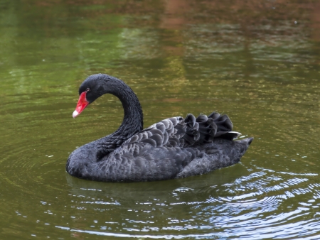 Beautiful black swan swimming in a lakeの写真素材