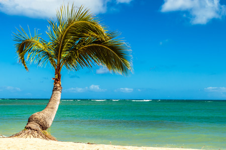 A small palm tree at the shoreline of the beach in Hawaiiの写真素材