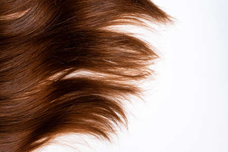 Strand of dark brown hair on a white backgroundの写真素材