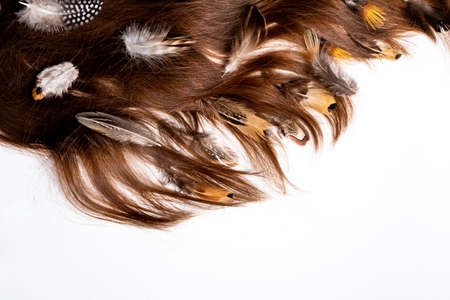 Bird feathers in dark womens hair on a white backgroundの写真素材