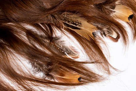 Many feathers of different birds are woven into dark long hair on a white background