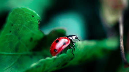 Ladybug crawls on a green leafの写真素材