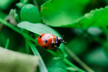 Ladybug crawls on a green leafの写真素材