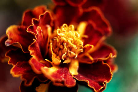 Orange flower with wavy petals close-up close-upの写真素材