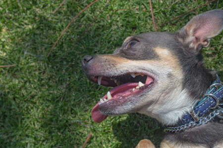 dog enjoying the grassの写真素材