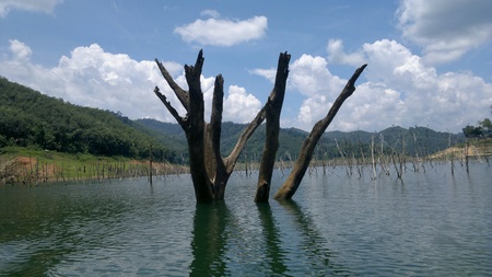 Unseen HALA - BALA Wildlife Amazon of Asian.の素材