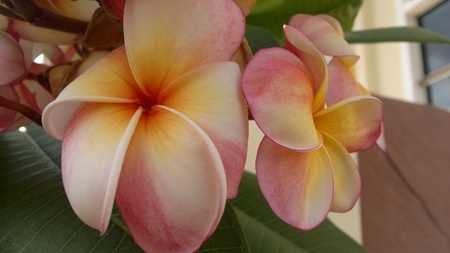 Plumeria is also the national flower of Laos.の素材