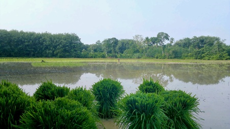 The rice seasonの素材