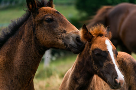 Foal and foal on a meadow in summer.の写真素材