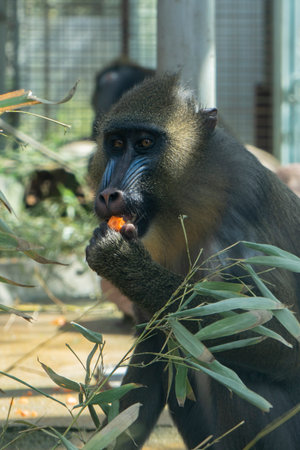 Mandrill (Mandrillus sphinx) eating a carrotの写真素材