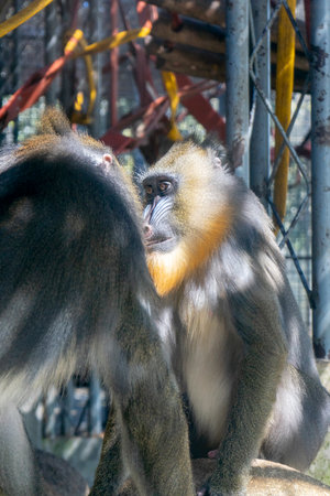 Mandrill (Mandrillus sphinx) in the zoo