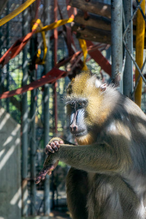 Mandrill (Cercopithecus mandrillus) in a zooの写真素材