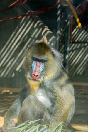Mandrill in the zoo, Thailand. (Mandrillus sphinx)の写真素材