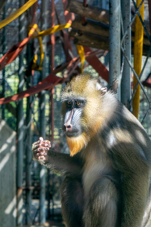 Portrait of a male mandrill in a zoo, Thailand.の写真素材