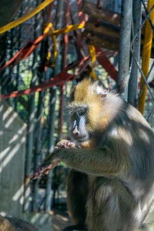 the mandrill is eating a piece of meat in the zoo.の写真素材
