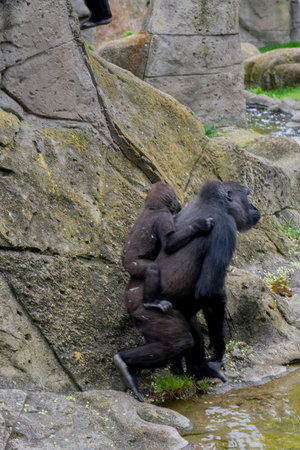 Gorilla mother and baby in the zoo. Wildlife scene from nature.