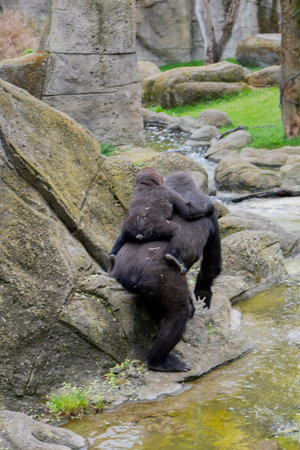 Gorilla in a zoo in the city of Prague, Czech Republic