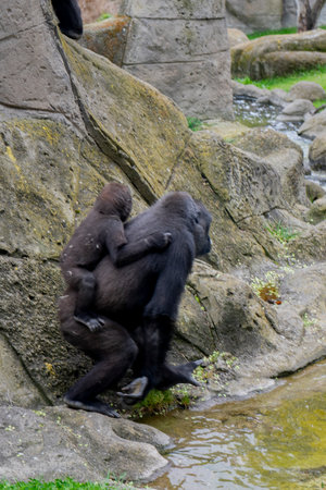 Chimpanzee in the zoo. Wildlife scene from nature.