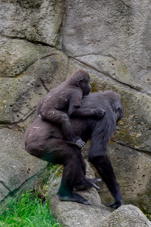 Gorilla mother and child on the rock in the zoo.