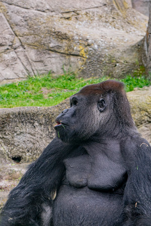 Male Western Lowland Gorilla (Gorilla gorilla gorilla gorilla)