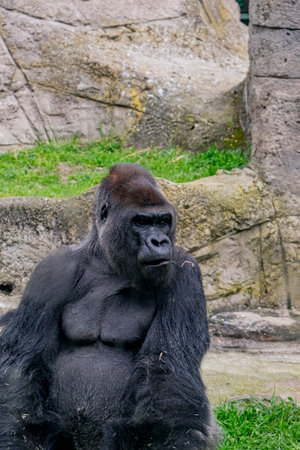 male silverback gorilla
at the zoo in madrid spain
