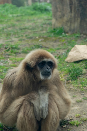 Ethereal Elegance: Gibbons Amidst Sunlit Leavesの写真素材
