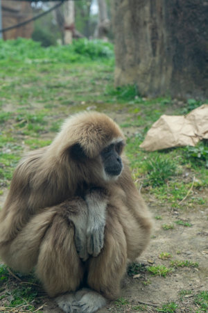 Gibbon in the zoo. Gibbon in captivity.の写真素材