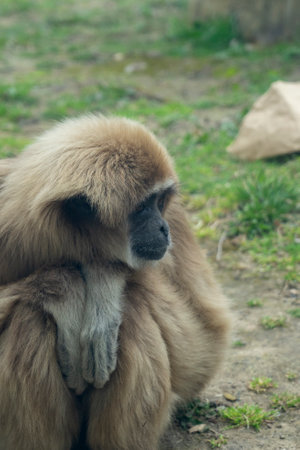 Gibbon sitting on the ground and looking at the camera.の写真素材