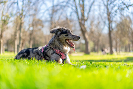 Dog sitting on the green grass in the park. Selective focus.の写真素材