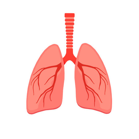 Flat vector illustration of human lungs anatomy. Medical and educational icon representing respiratory system, isolated on white background,のイラスト素材