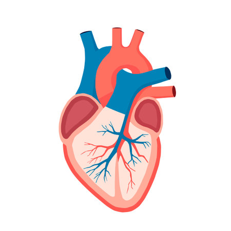 Flat vector illustration showing human heart anatomy. Educational medical diagram isolated on white background, ideal for health, biology, and cardiology topics.のイラスト素材