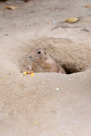 Prairie dog looking for food in a hole in the ground