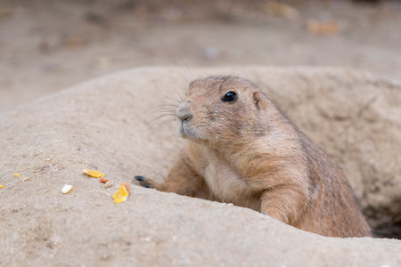 Photograph of a prairie dog peeking out of its burrow, attentively observing the surroundings.