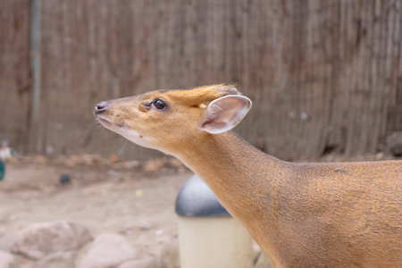 Close up of muntjac in the zoo, thailand.の写真素材