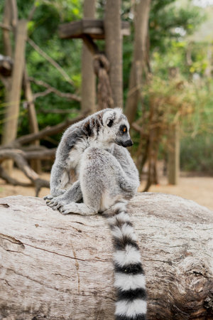Ring-tailed lemur (Lemur catta) sitting on a log