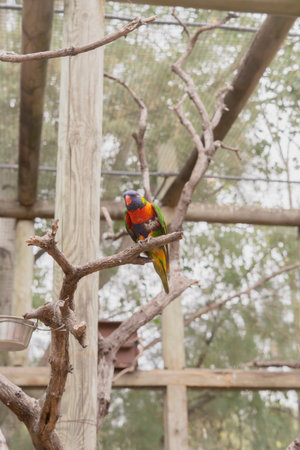 Rainbow Lorikeet (Trichoglossus haematodus)の写真素材