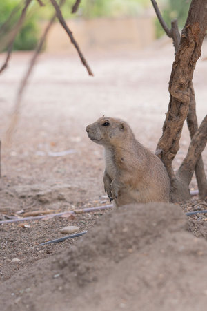 Black-tailed prairie dog (Cynomys ludovicianus)の写真素材