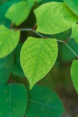 Close-up of vibrant green leaves in nature with selective focus, highlighting texture, freshness,...