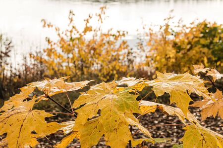 Natural background - colorful beautiful autumn maple leavesの写真素材