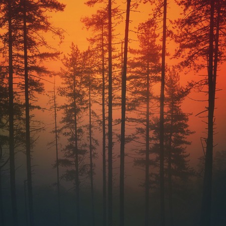 trees and sun in the forestの写真素材