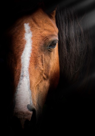 brown horse portraitの写真素材