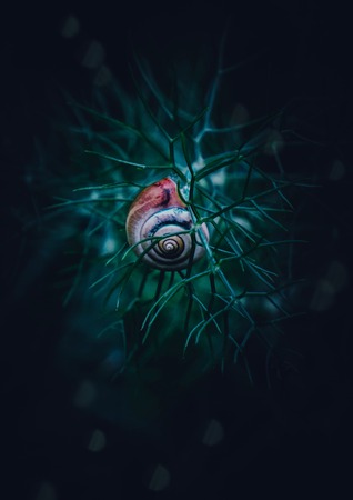 the snail in the natureの写真素材