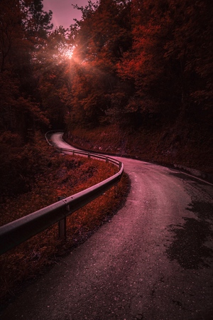 the road and red treesの写真素材