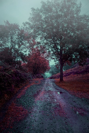 the road and red treesの写真素材