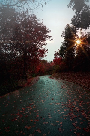 the road and red treesの写真素材